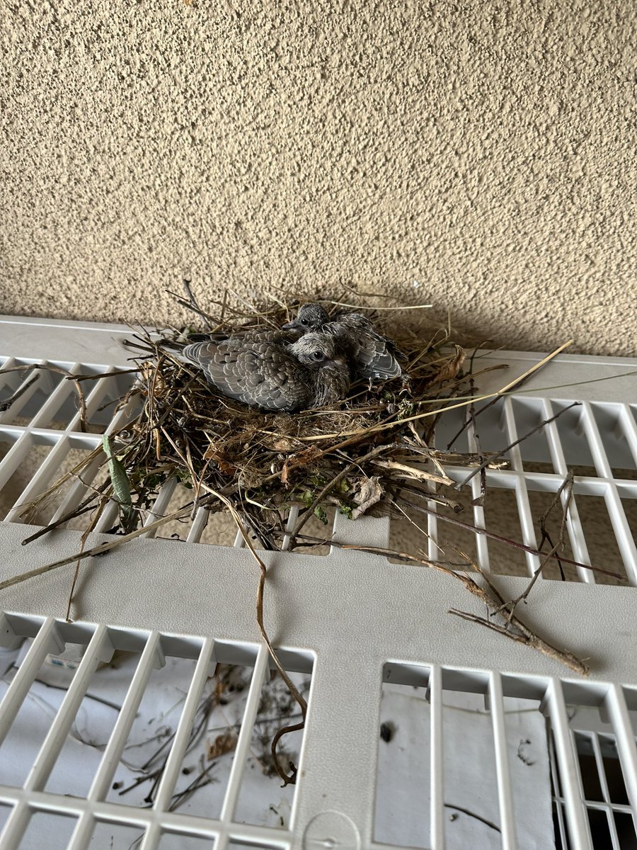 坏婆娘🇺🇸 tweet media