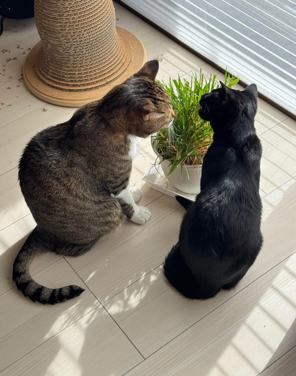 ねこまたぎ🐾はりまる管理人 tweet media