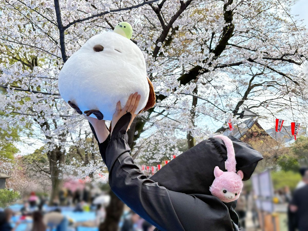 アミューズ AMUFUN【公式】 tweet media