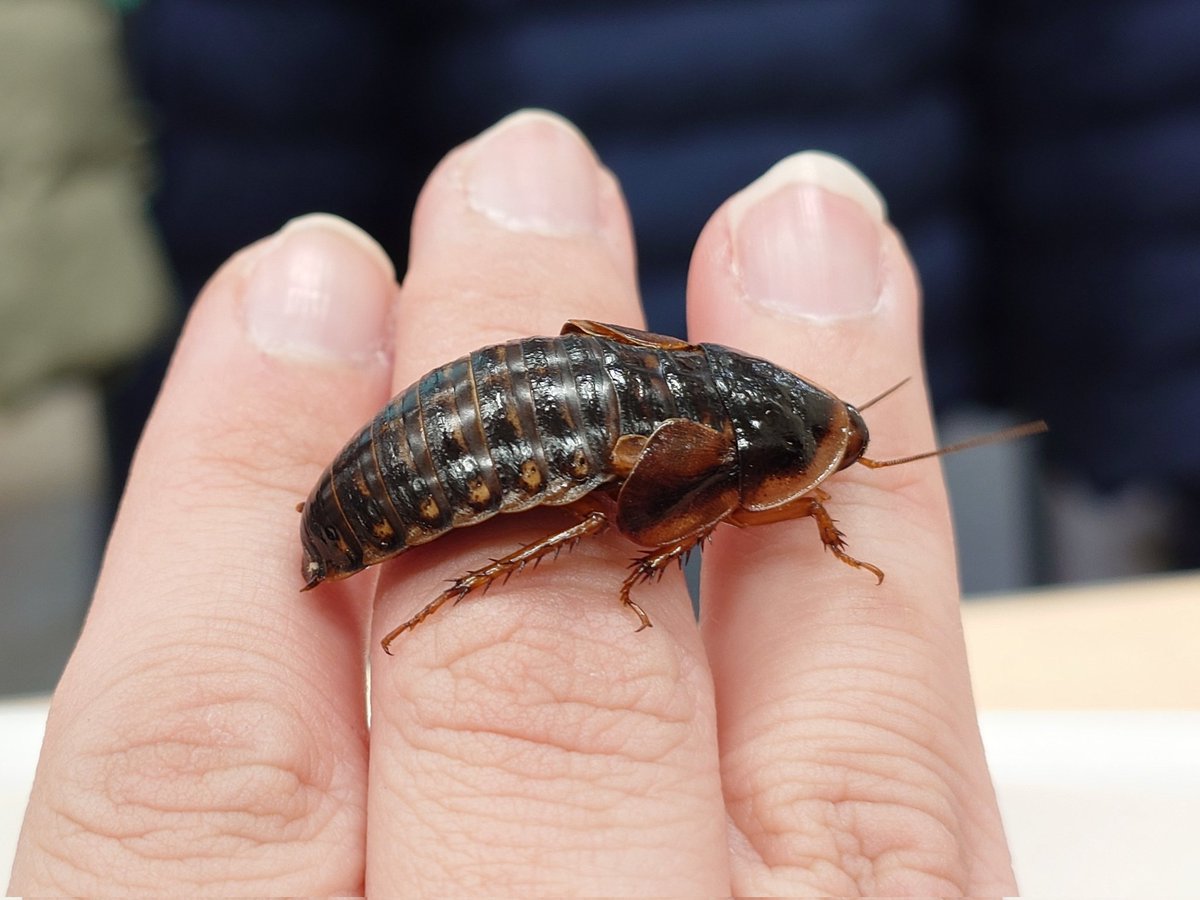 𝕐𝔸𓆏やぬ𓆈ℕ𝕌 tweet media