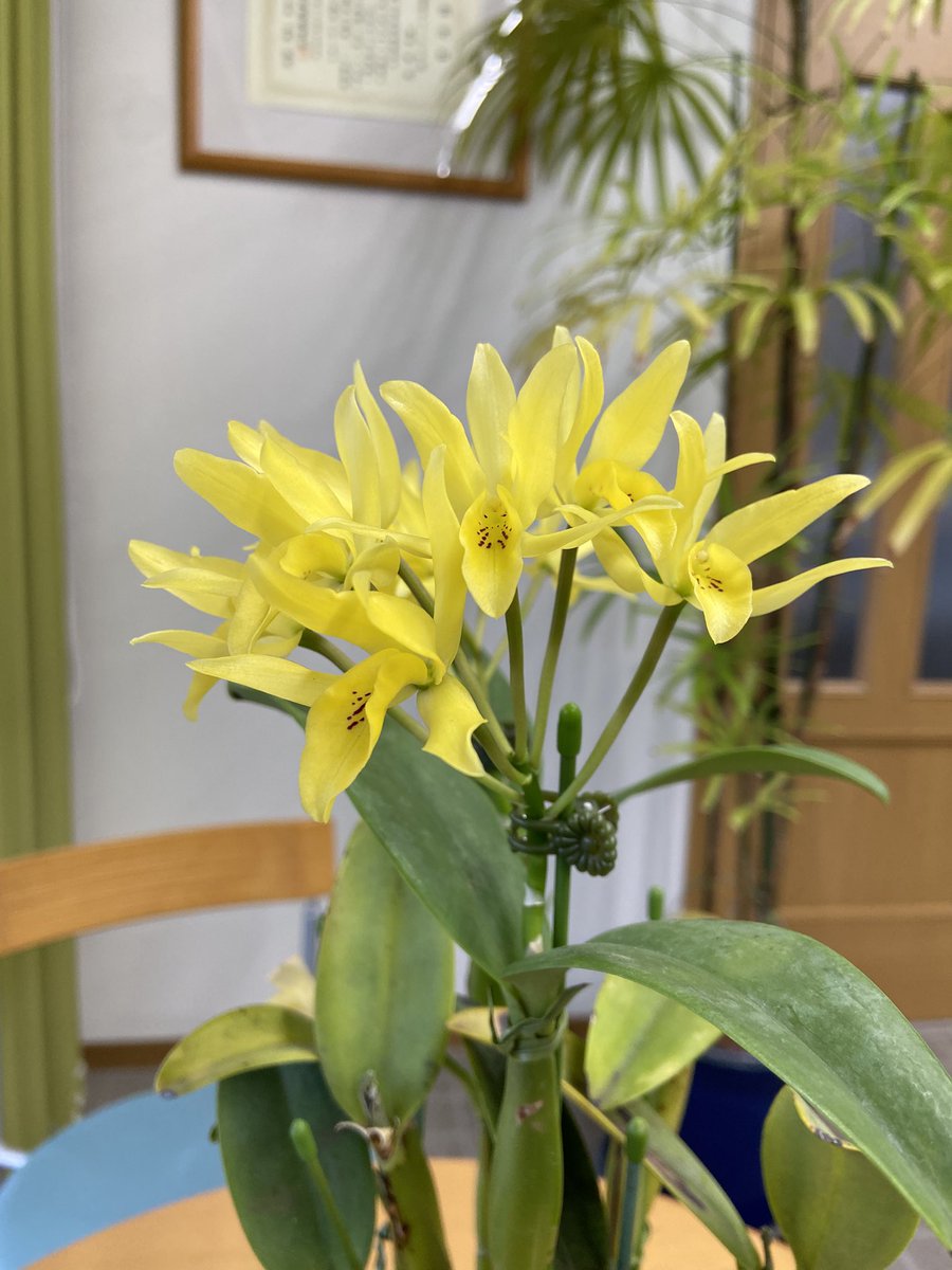 kikuyacl's tweet photo. カトレア  ＜オーラティアカ＞
#カトレア  #オーラティアカ　#flower
#海津市　#岐阜県　#菊屋クリーニング店 https://t.co/ymXPR4U7Ml