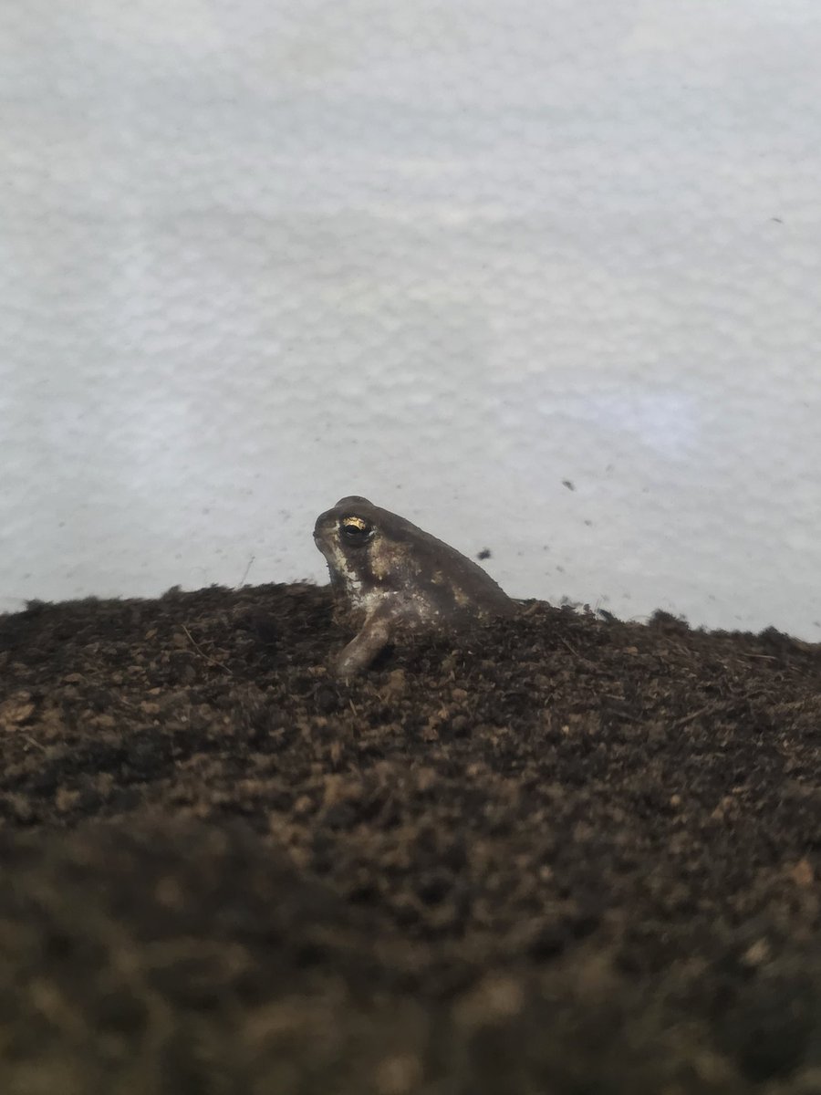 ワガママなガマママ tweet media