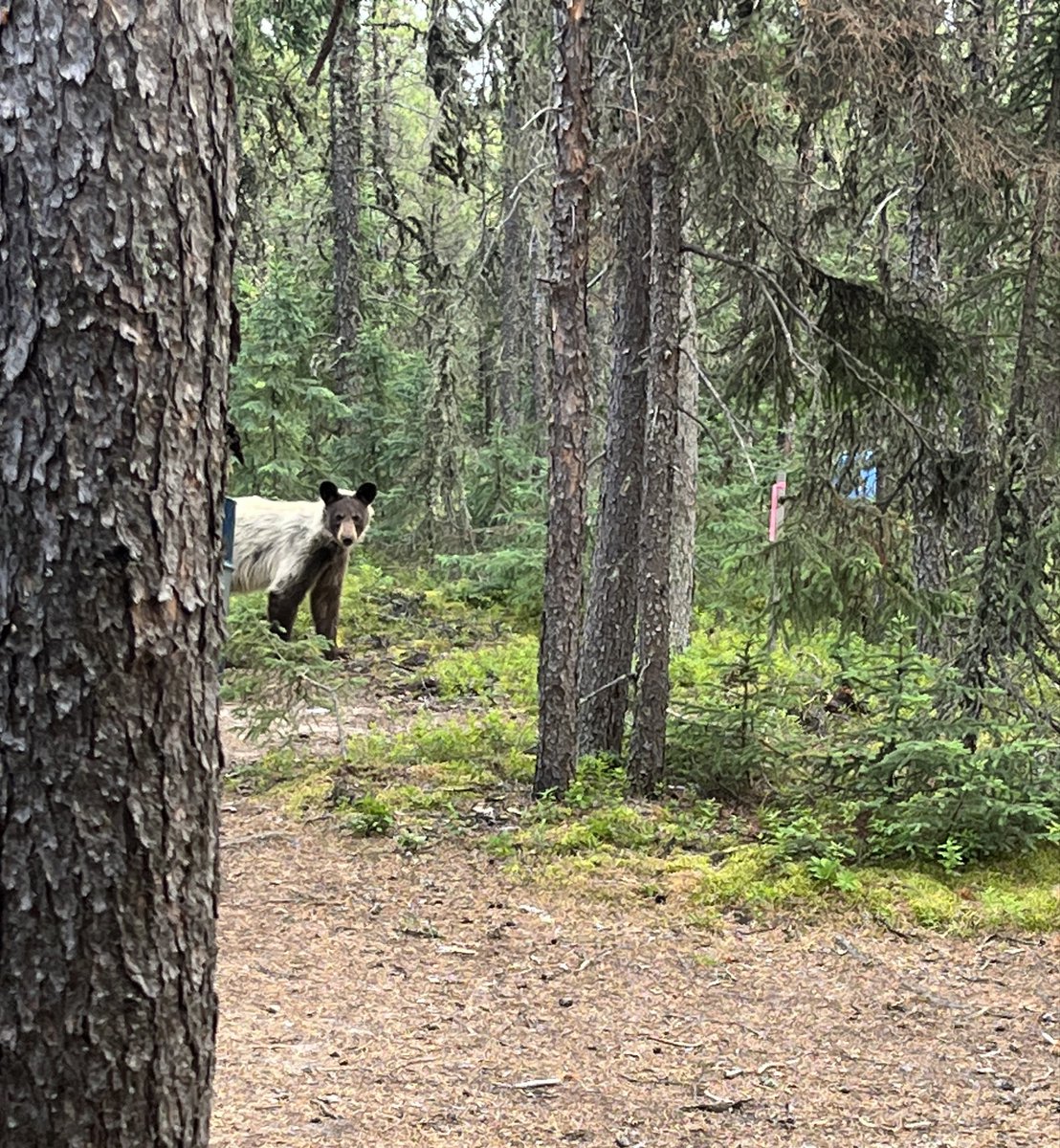 Ian Hopfe tweet media