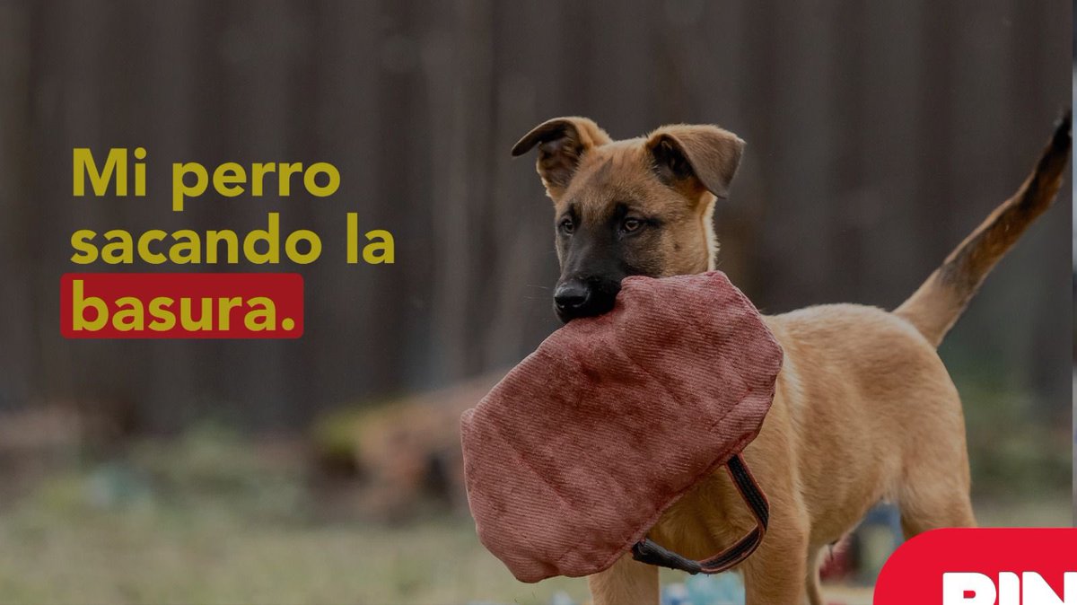 Efecto Ringo tweet media