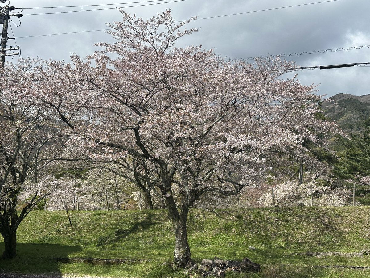yourouland's tweet photo. チリ始めたとはいえまだまだ見頃です。
4月2日9時撮影　養老ランド駐車場 https://t.co/MIyfj4dzRT