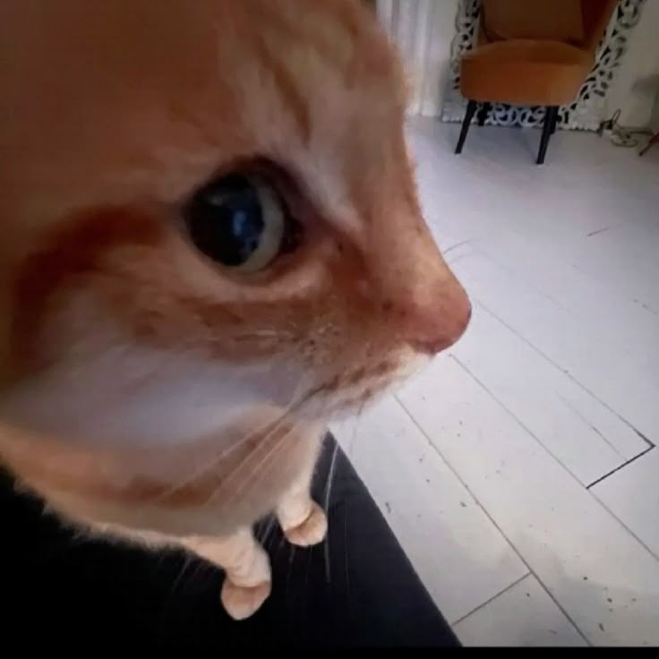 h0nn3ydelicia🍯 tweet media