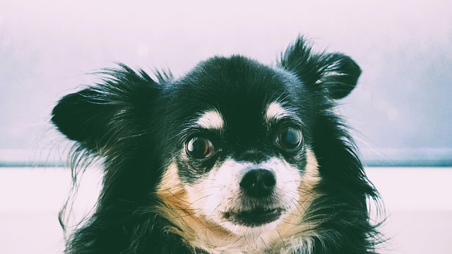 Robyn Gordon tweet media