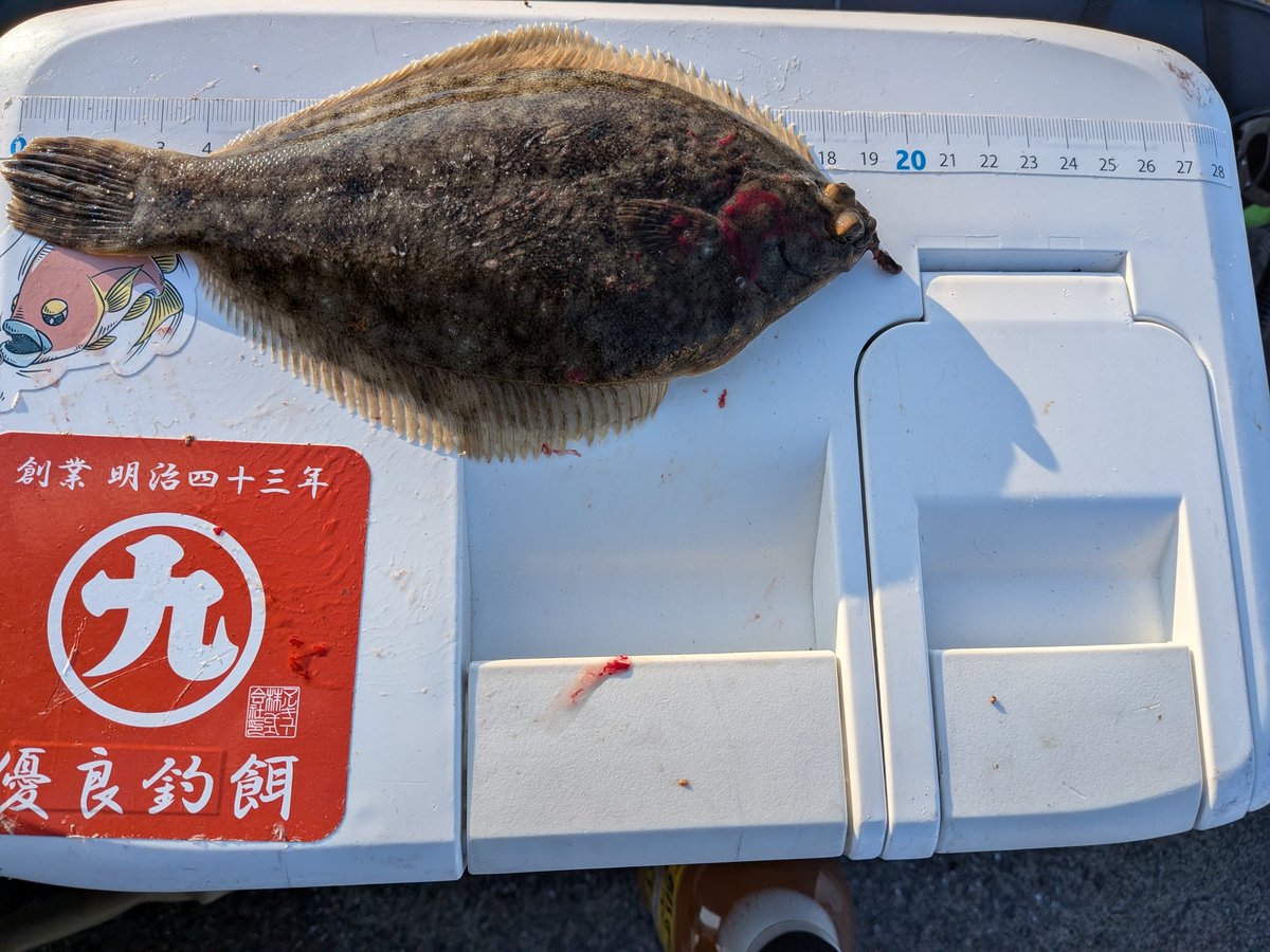 二見にて投釣り
カレイGET！！やった！19.5センチ