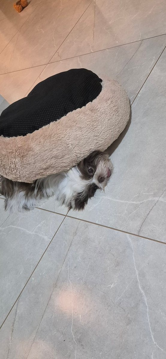 ly SKZ 🎱 IS FATE tweet media