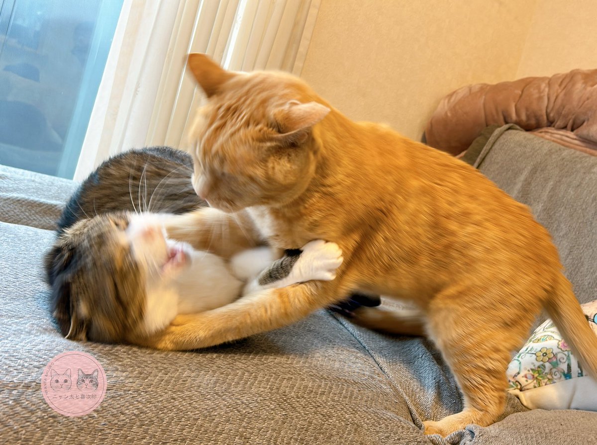 茶トラのニャン太とキジ白の喜次郎 tweet media