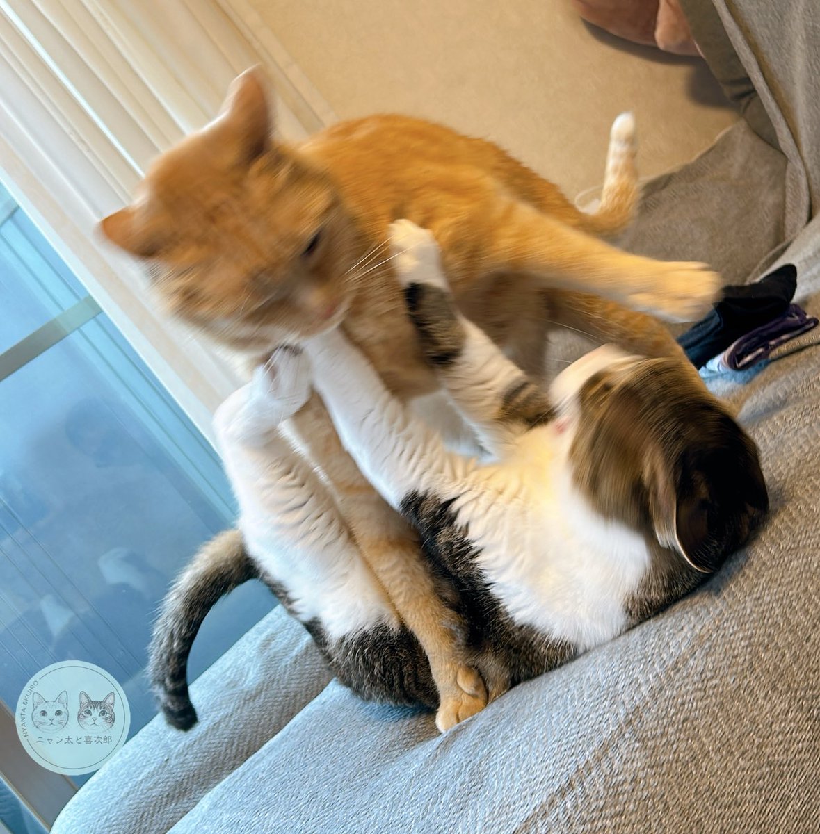 茶トラのニャン太とキジ白の喜次郎 tweet media