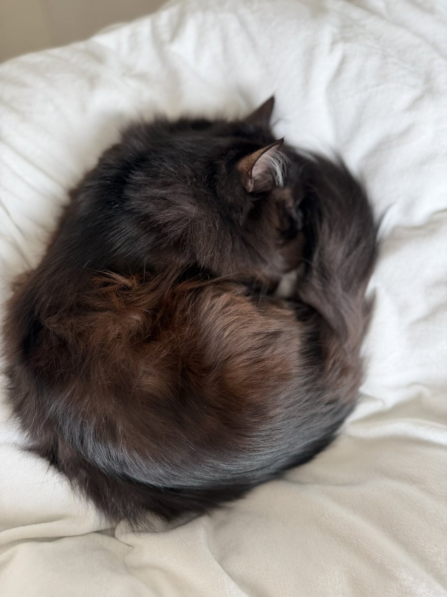 ♡moco𓃠*⑅🐾猫は強く優しく偉大🐾 tweet media