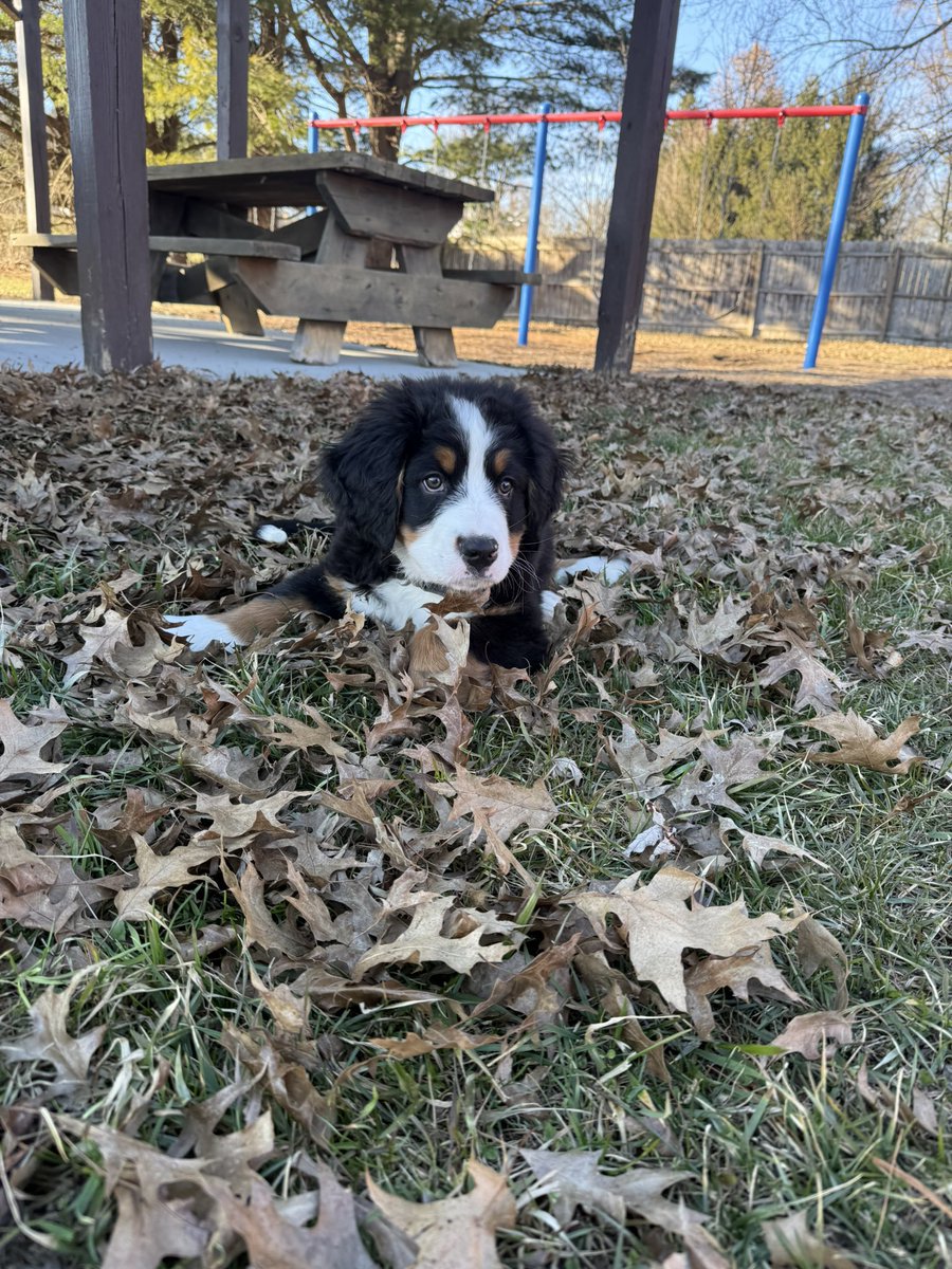 Guess who also just got a new puppy!
Meet goose!