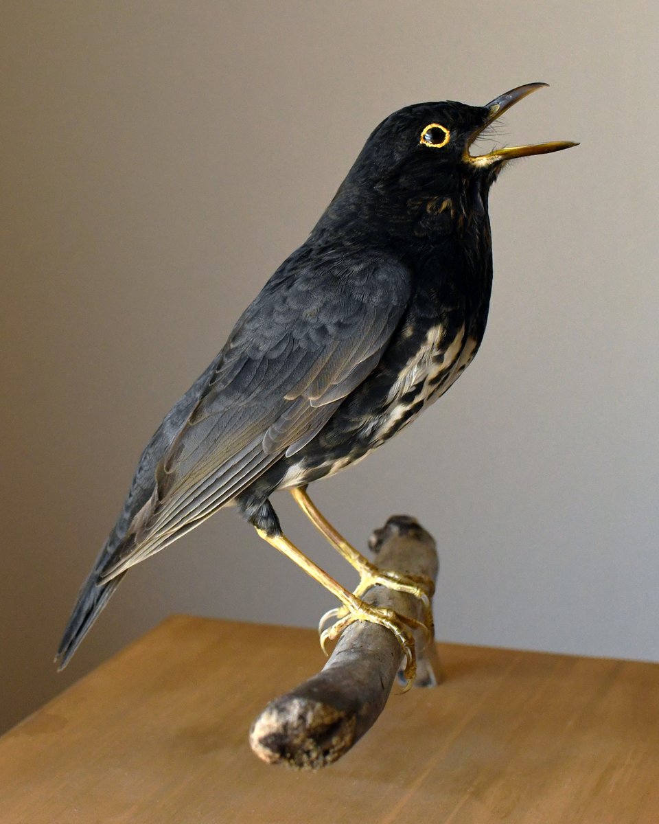 ほねとはね tweet media