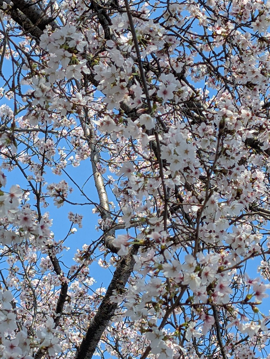 まっきぃ🩷ゆうMINI👼（まき) tweet media