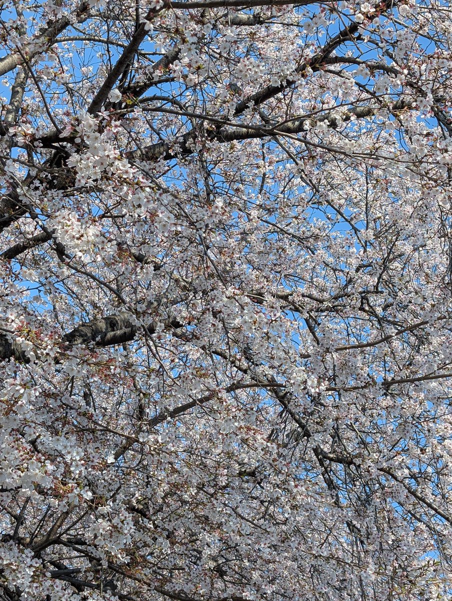 まっきぃ🩷ゆうMINI👼（まき) tweet media