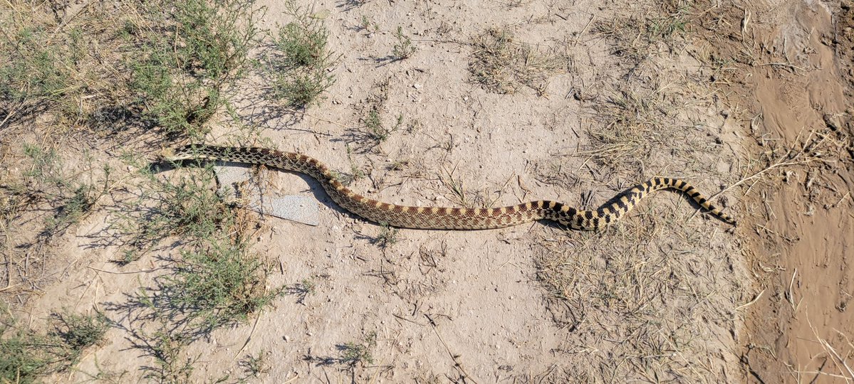 𝕿𝖆𝖑𝖔𝖓𝕯𝖗𝖆𝖌𝖔𝖓 tweet media