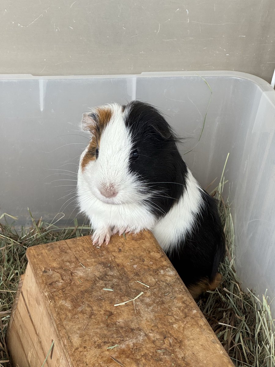 須坂市動物園【公式】 tweet media