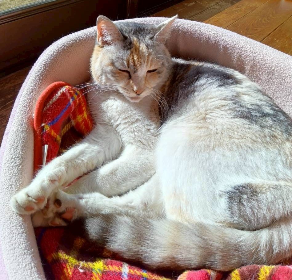 すぺしうむぜぺりおん tweet media