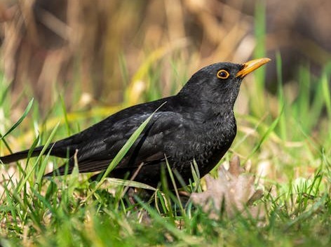 beacon_bio's tweet photo. Usutu virus – first detection in blackbirds marks northward expansion, Scotland, United Kingdom

Read more at: https://t.co/zxmwXLYB6O https://t.co/2FRwzPsmRx