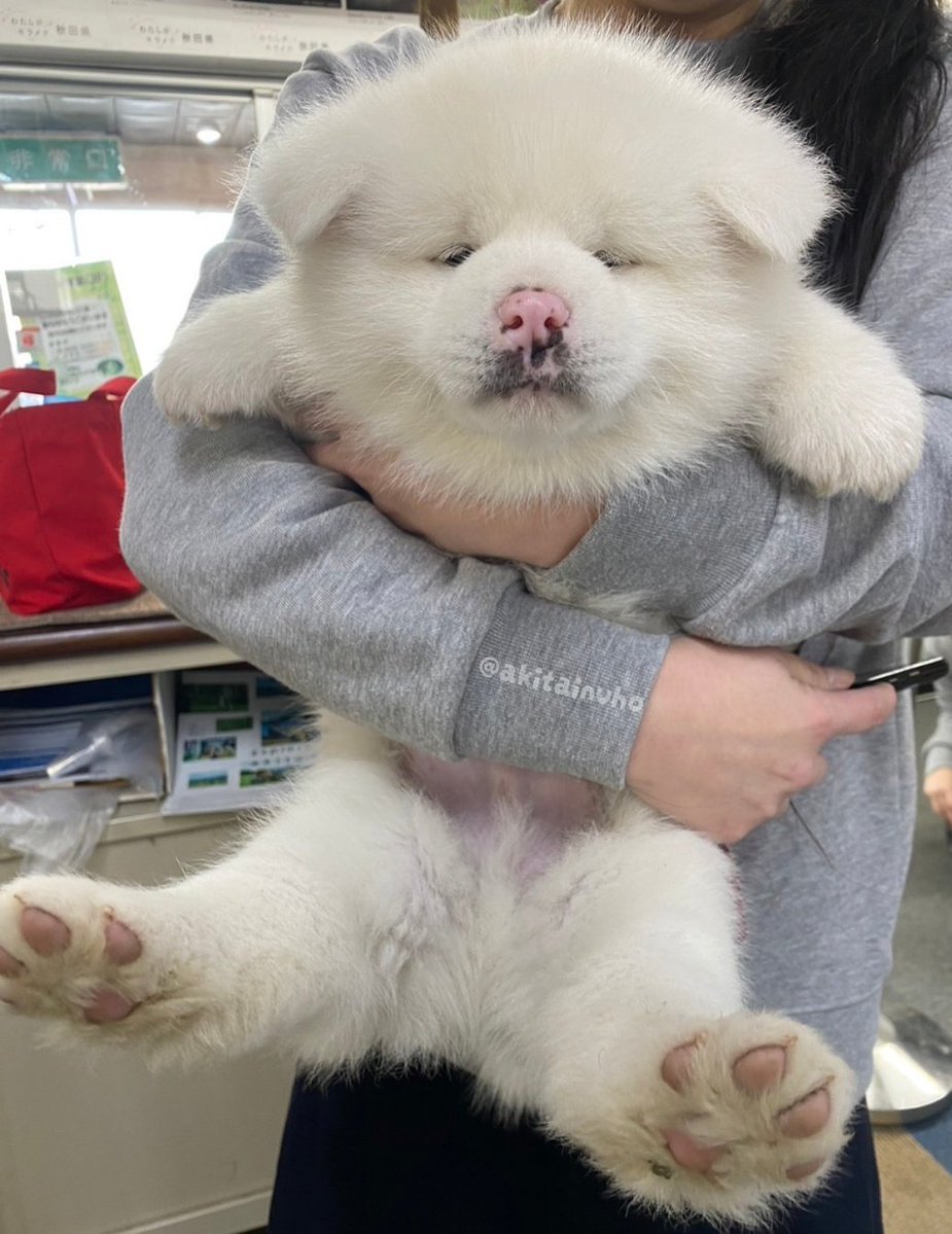 あきほ@秋田犬会館🐕 tweet media