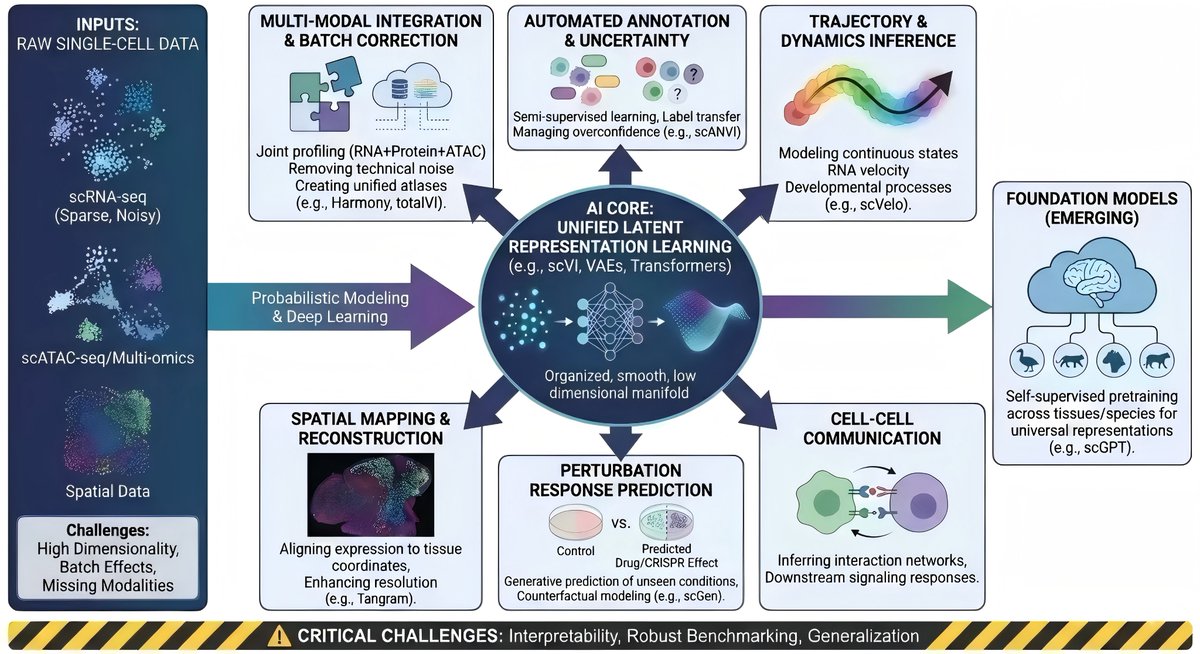 iCelljournal's tweet photo. #Artificial Intelligence  Intelligence for #Single-Cell Biology: From #Representation Learning to #Predictive Modeling
🔗https://t.co/jHtkc5OASr
#ArtificialIntelligence #scVI #AI https://t.co/27U50I9fEx