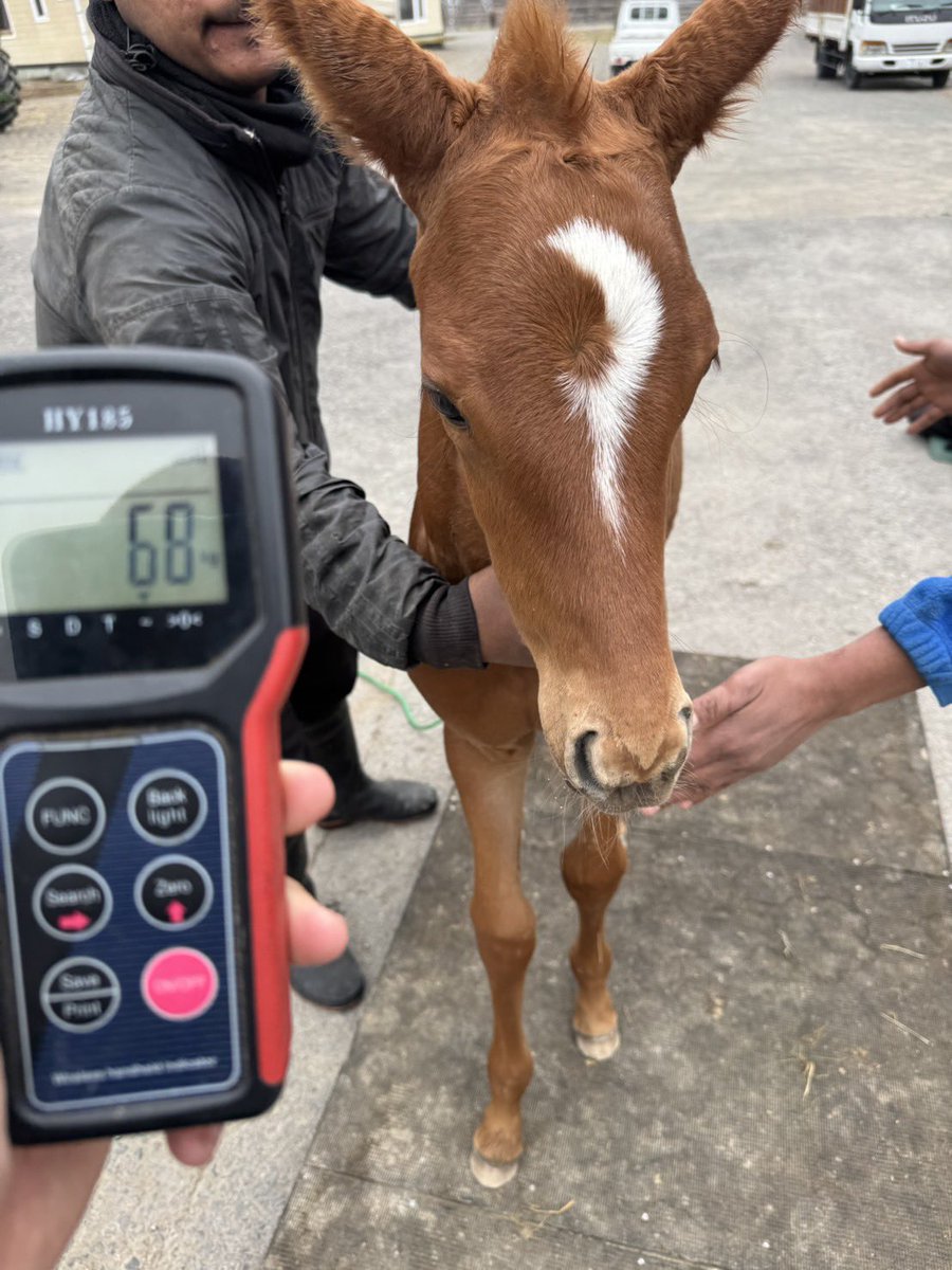 OUMAColtd's tweet photo. ピッチの子
当歳三日月ぴっぴ嬢
産まれてすぐに親の虐待にあい
母乳が飲めず
乳母、1頭目がダメで
ようやく
本日、2頭目の乳母が来ることになり
少し安心しました。
#坂本智広牧場
さんにはご迷惑をかけっぱなしで
ありがとうございます😭

ニコの子
1歳ニコ坊
当歳ニコ嬢
写真では見分けがつかない笑 https://t.co/66EKvyKXY7