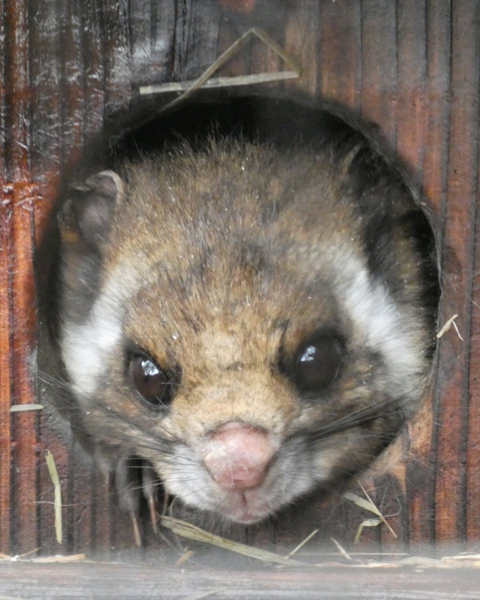 井の頭自然文化園［公式］ tweet media