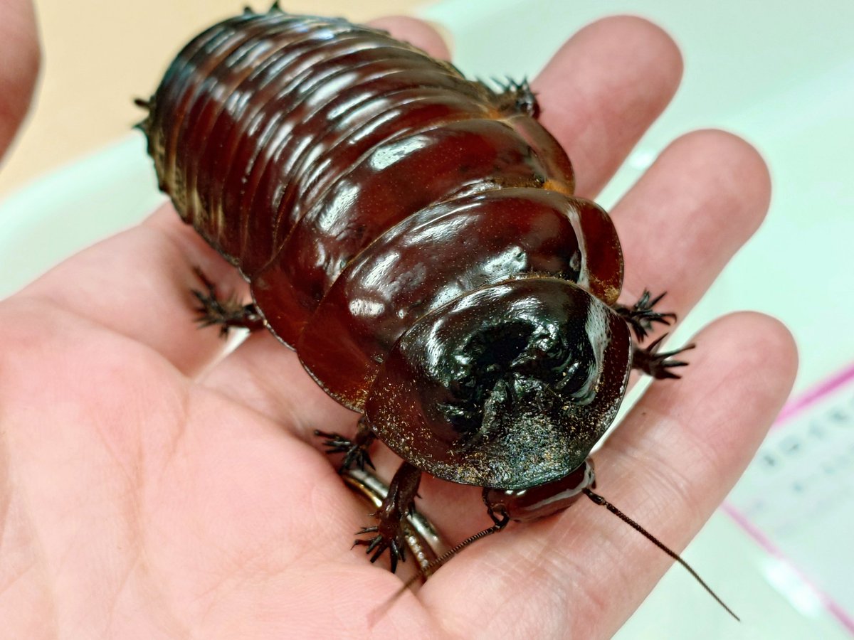 ゴキブリふれあい会！！ヨロイモグラゴキブリちゃん！！ 初めて触った
