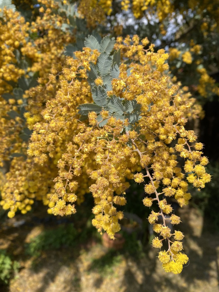 sono@is02101✴︎博物マニア4/11.12両日出展 tweet media