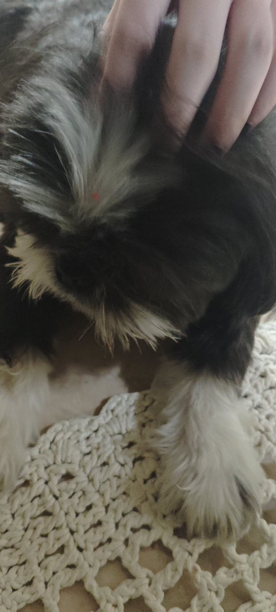 muriel 🐦‍⬛ #0 FÃ DE ALED & PIZENDOPI tweet media