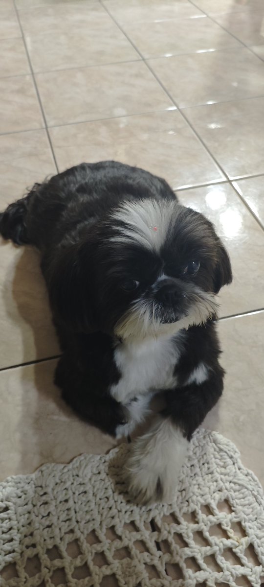 muriel 🐦‍⬛ #0 FÃ DE ALED & PIZENDOPI tweet media