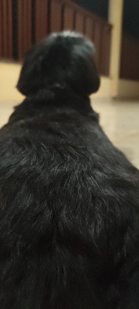 muriel 🐦‍⬛ #0 FÃ DE ALED & PIZENDOPI tweet media