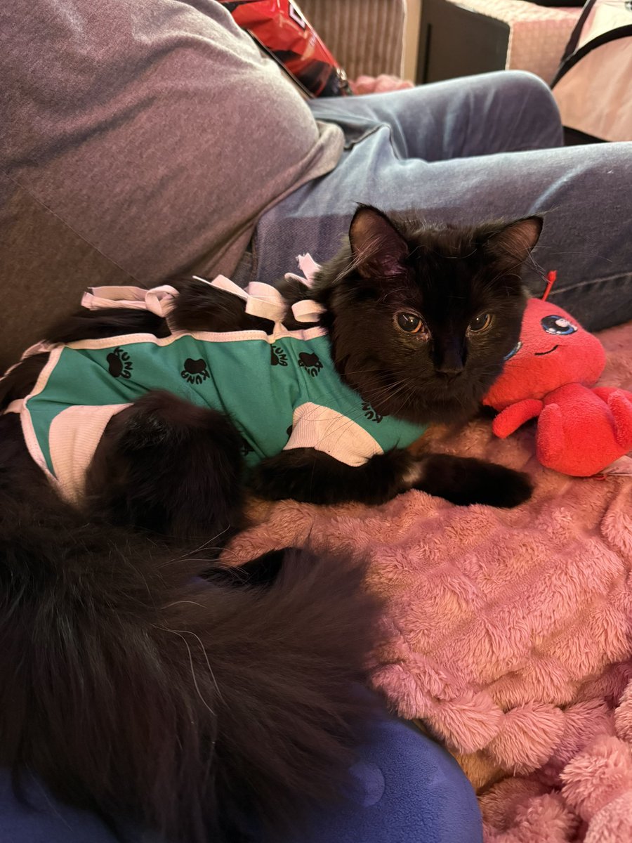 xbubblemunkyx || Carrie Johnston tweet media