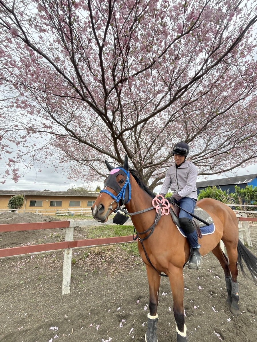 ポウナム(アオラキファームあるふぁ) tweet media