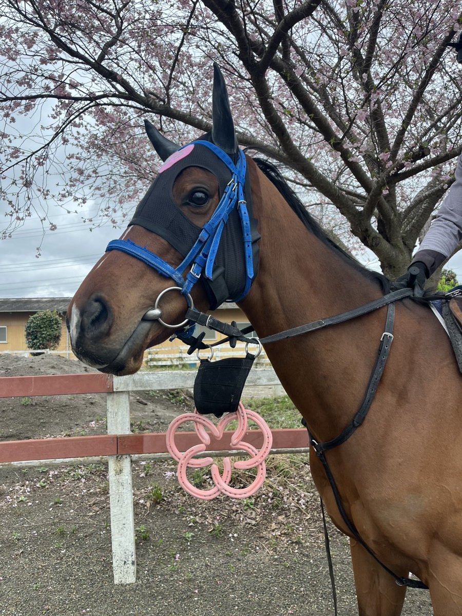 ポウナム(アオラキファームあるふぁ) tweet media