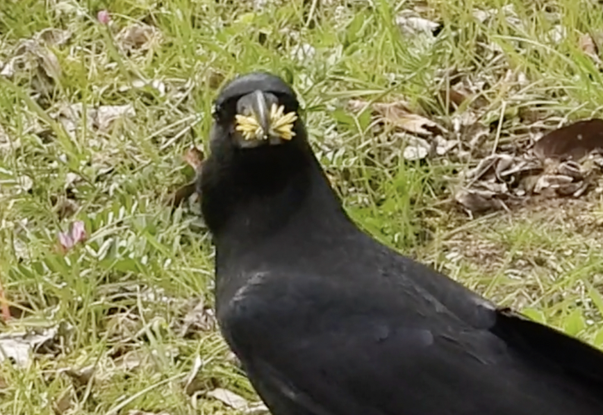 やひろあこ tweet media