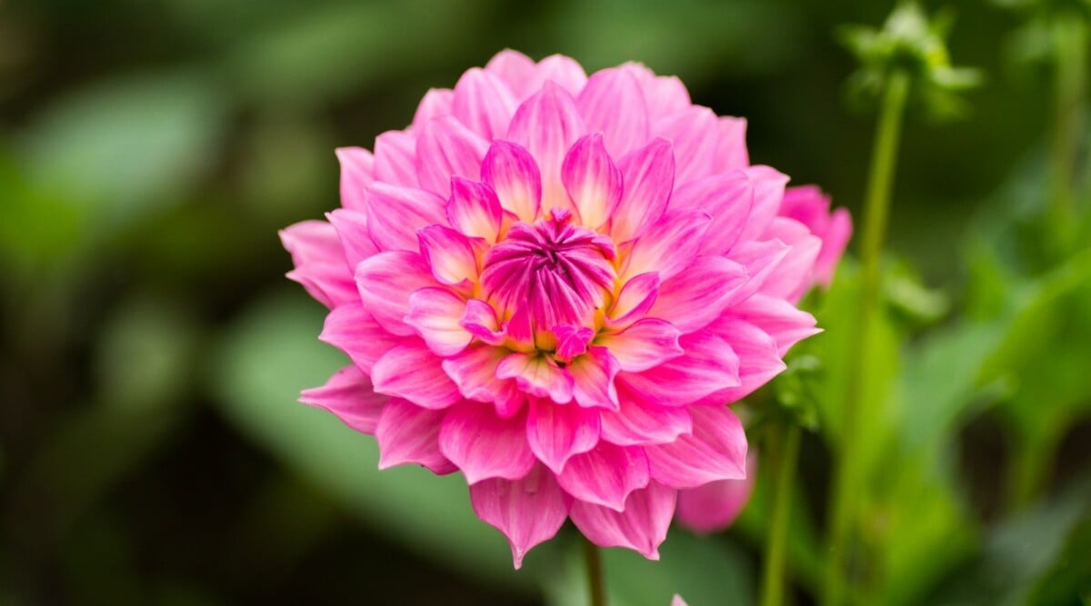MYVOICE_111's tweet photo. Just spotted this stunning pink dahlia 🌸—pure beauty in bloom! #Dahlia #PinkFlower #paşnar #FelizMiércoles #NatureLovers #GardenVibes #FloralPhotography #BotanicalBeauty #InstaFlower #FlowerOfTheDay #NaturePerfection #Bloom 🎀🪴 https://t.co/FVsjCbptei