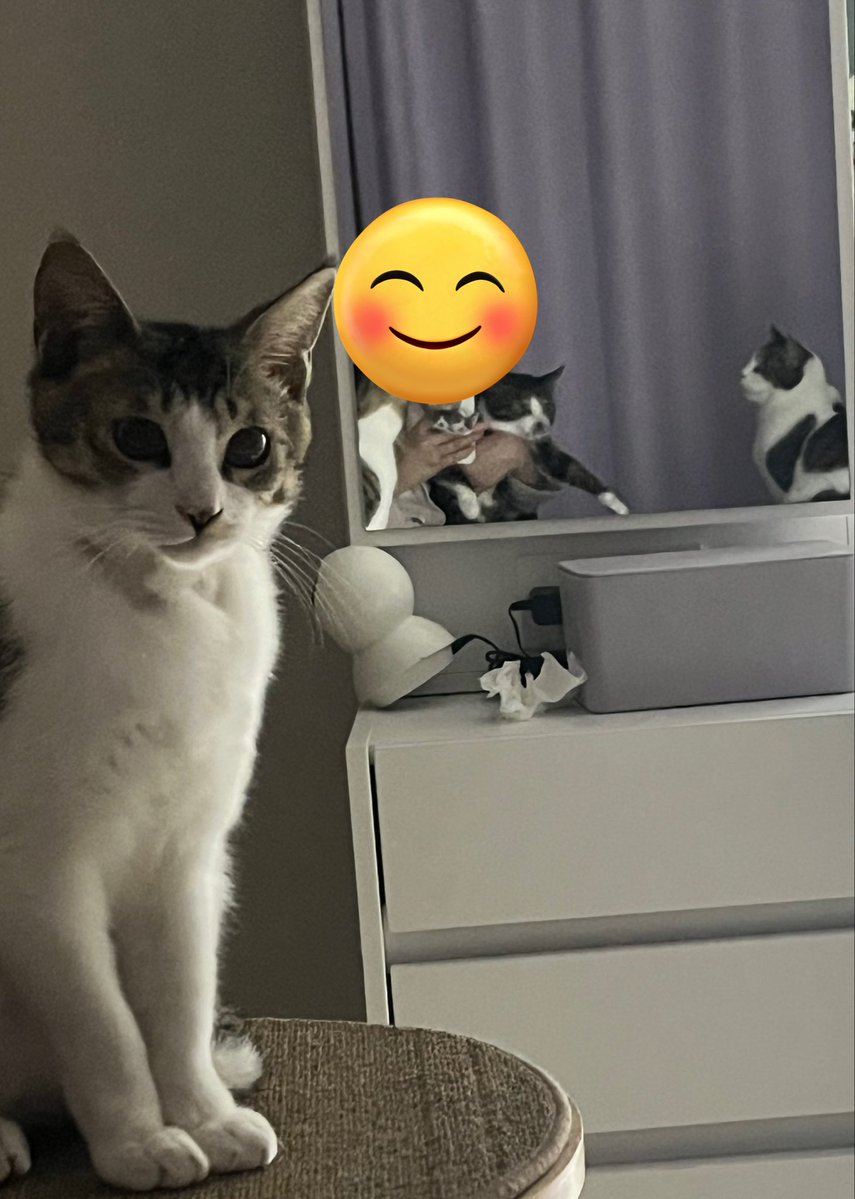 가족찾는 키미🐾 tweet media