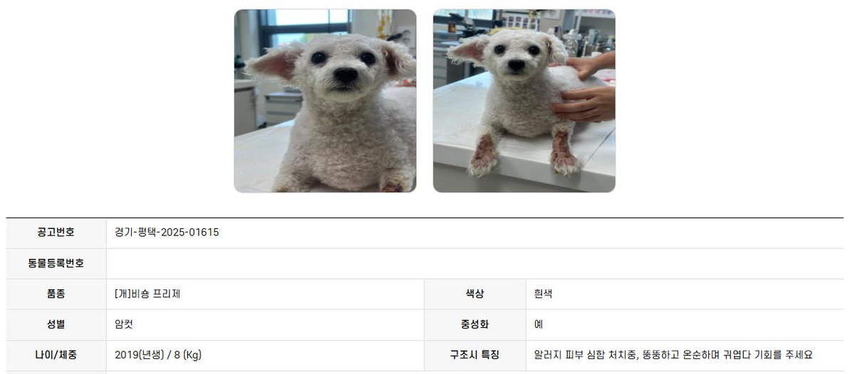 오늘의 강아지 추천 tweet media