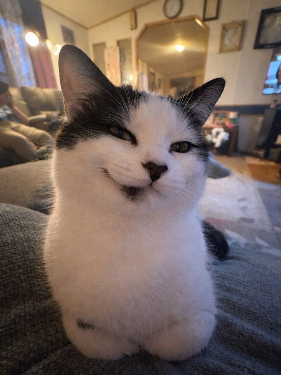 No Cats No Life tweet media