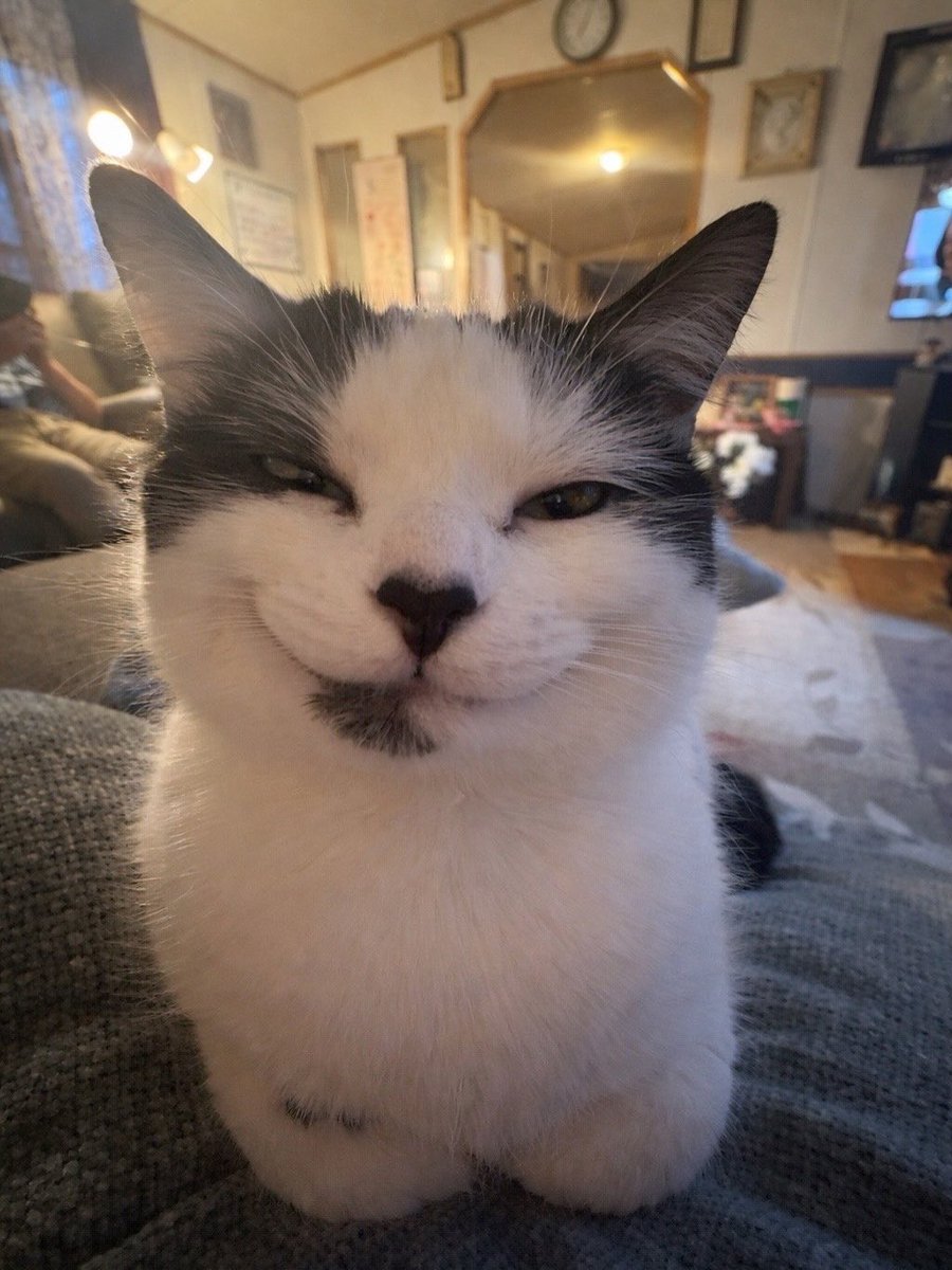 No Cats No Life tweet media