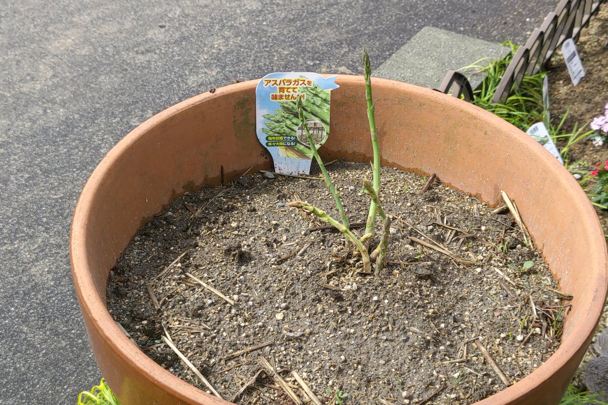 できたさん＠農業しながら書くWebライター tweet media