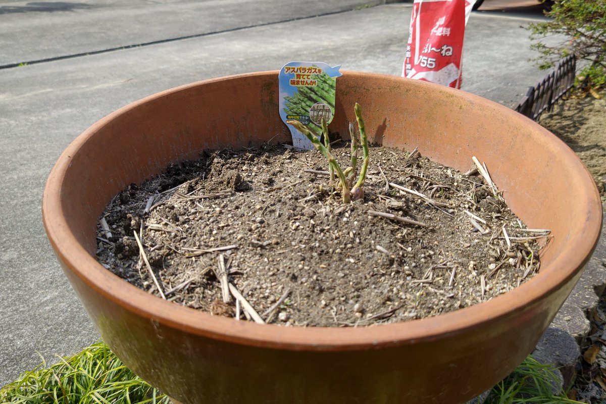 できたさん＠農業しながら書くWebライター tweet media