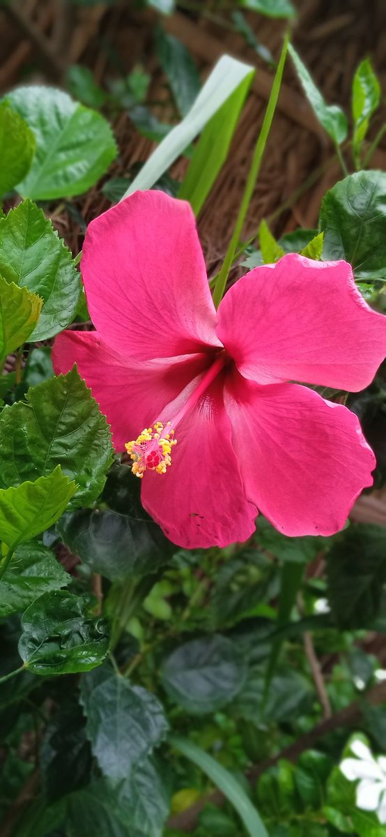 SbnSodanap65364's tweet photo. Just spotted this stunning pink hibiscus blooming in the garden 🌸💚 #Hibiscus #PinkFlower #esrefrüya #NatureLovers #BINIxNBAPH #GardenVibes #FloralPhotography #brøndby #BotanicalBeauty #InstaFlower #FlowerPower 🚀 https://t.co/8DWNmiHxTr