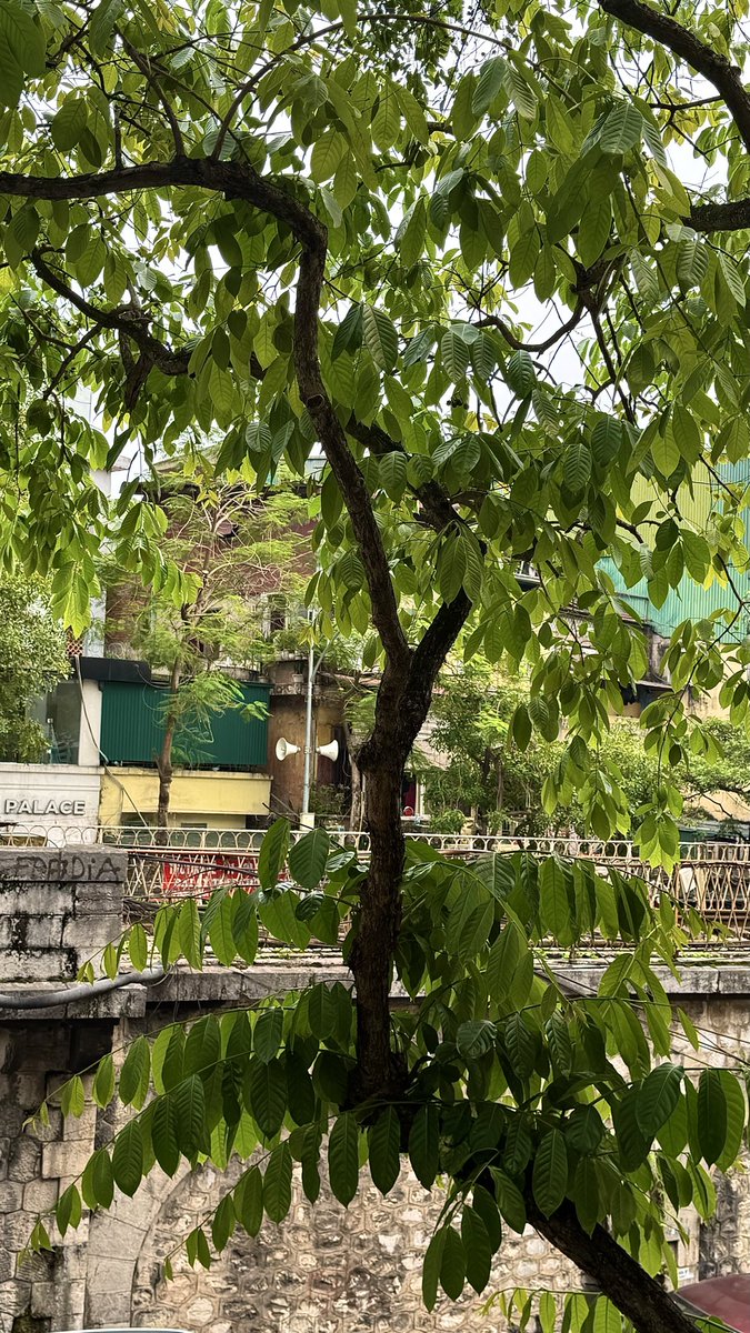 AnnaNguyen1921's tweet image. Bạn tôi ơi dậy chưa😊☀️
Cà phê sáng với tôi được không?

Hey my friend, are you up yet?Would you like to have some morning coffee with me?😍☕️

#MorningCoffee 
#MyXFriends