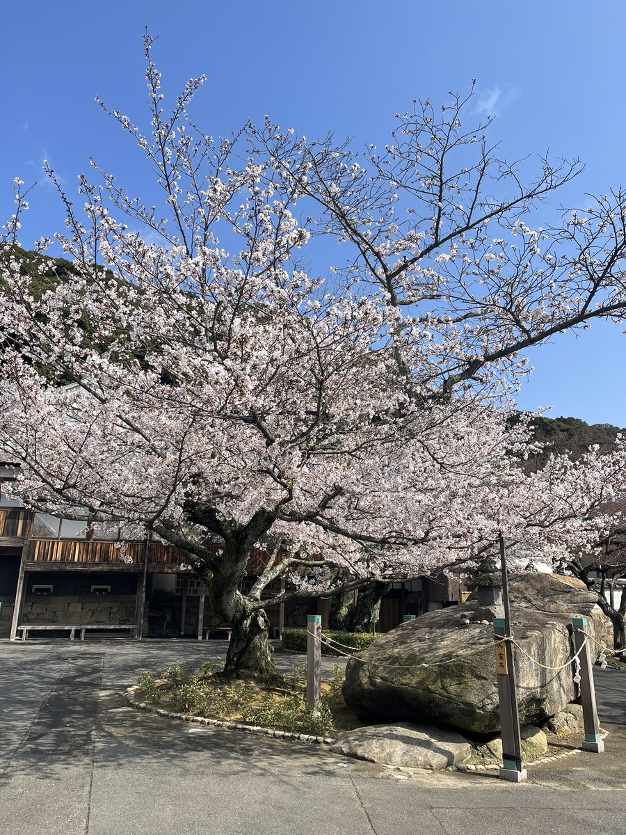 rendai_ji's tweet photo. 本日の桜の様子です
見頃を迎えました https://t.co/3SfDlsqRG3