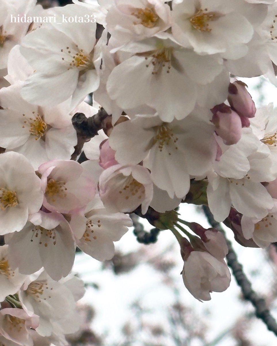 こたま tweet media