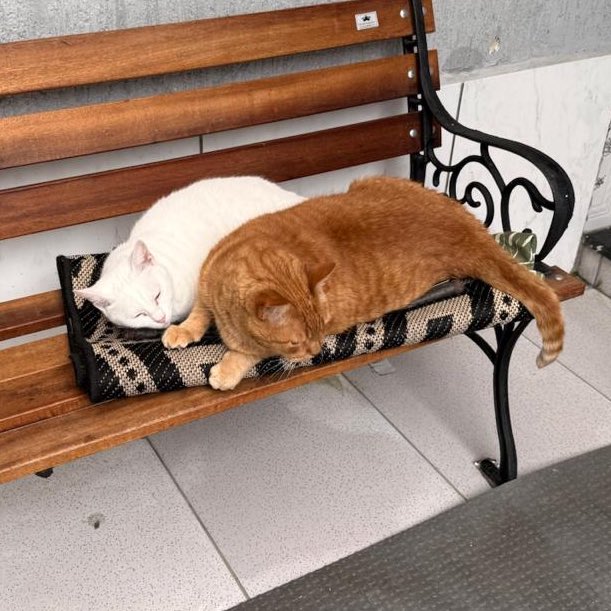 Abrigo Meimei tweet media