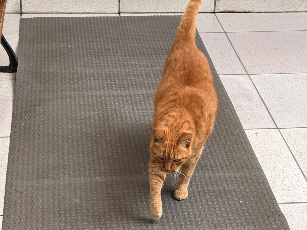 Abrigo Meimei tweet media